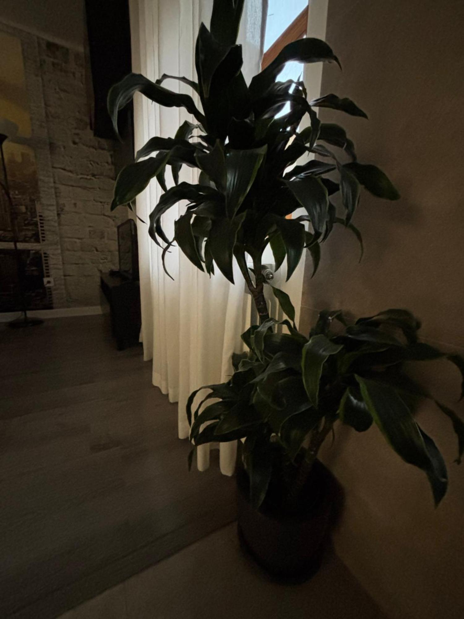 Apartamento Paula 巴利亚多利德 外观 照片
